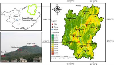 Slope position- mediated soil environmental filtering drives plant community assembly processes in hilly shrublands of Guilin, China